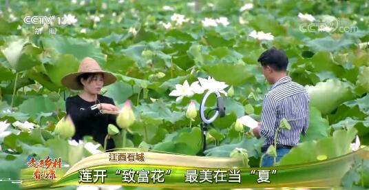 [중국 농촌의 샤오캉 실상] 연꽃 피면 농가엔 웃음 ‘부자되는 꽃’