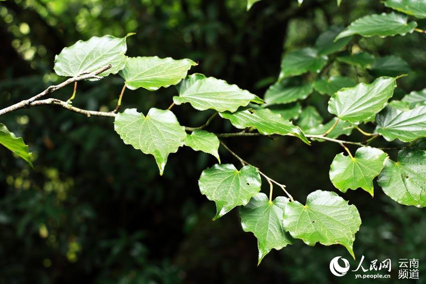 심장잎아재비(학명: Tetracentron sinense Oliv.) 잎 [사진 출처: 인민망]