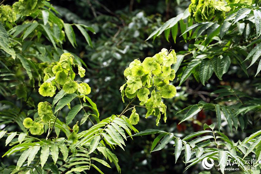 윈난 금전 단풍나무(학명: Dipteronia sinensis Oliv.) [사진 출처: 인민망]