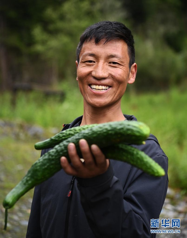 시짱 산난시 룽쯔(隆子)현 위마이(玉麥)향의 촌민이 하우스에서 채집한 오이를 선보이고 있다. 이 오이는 조합을 통해 각지로 판매된다. [2020년 7월 30일 촬영/사진 출처: 신화망]