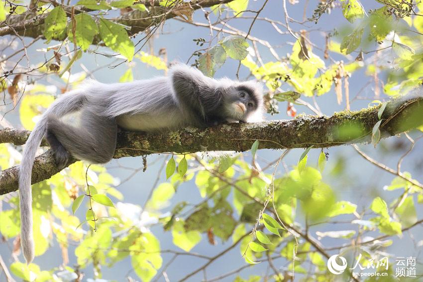 [포토] 윈난, 국가 1급 보호 동물 페이어잎원숭이 2000여 마리 돌파