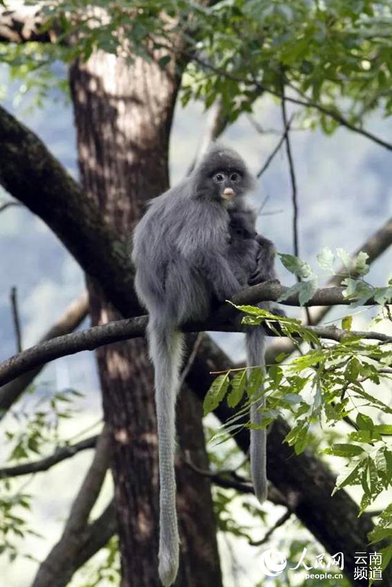페이어잎원숭이 한 마리가 나무 위를 두리번거리고 있다. [사진 출처: 인민망]