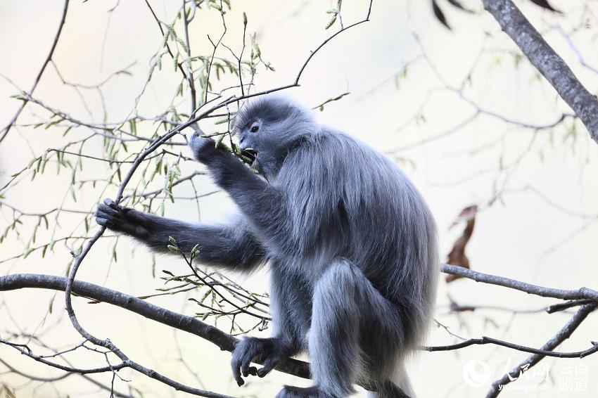 페이어잎원숭이가 먹이를 찾고 있다. [사진 출처: 인민망]