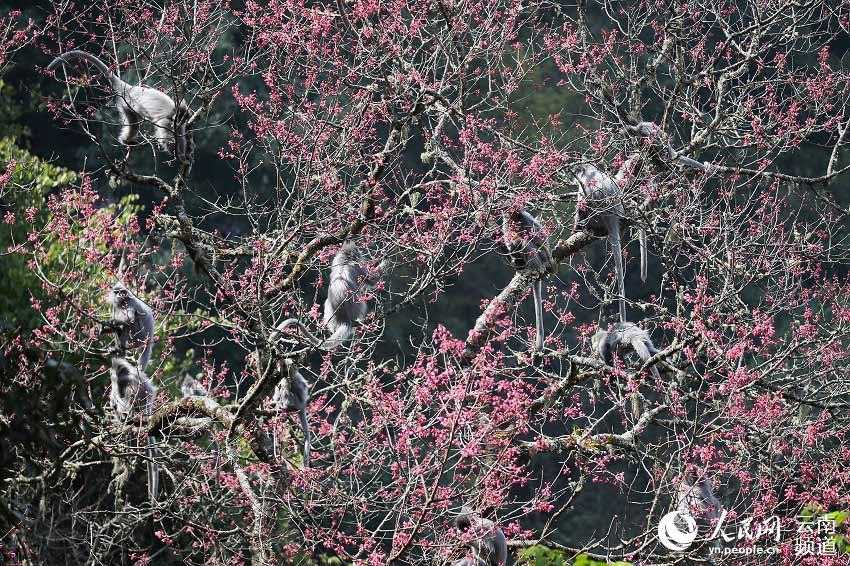 한 무리의 페이어잎원숭이가 꽃을 즐기고 있다. [사진 출처: 인민망]