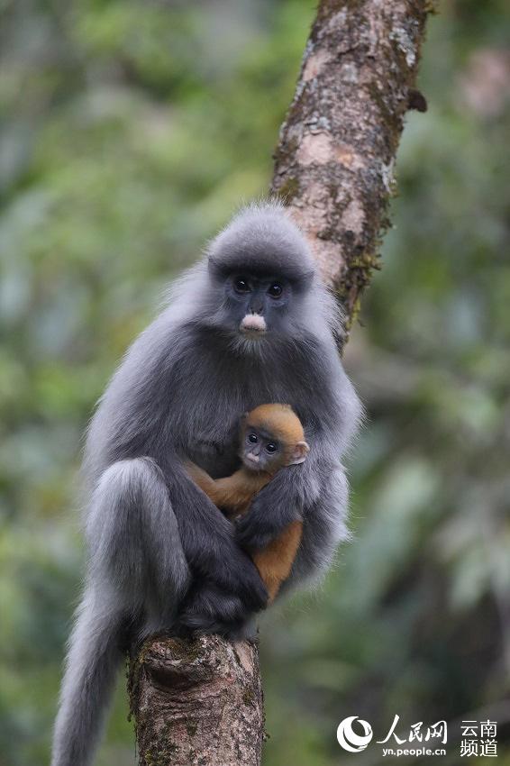 어미 페이어잎원숭이가 새끼 원숭이를 안고 있다. [사진 출처: 인민망]