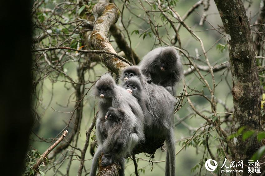 한 무리의 페이어잎원숭이가 나무에서 쉬고 있다. [사진 출처: 인민망]