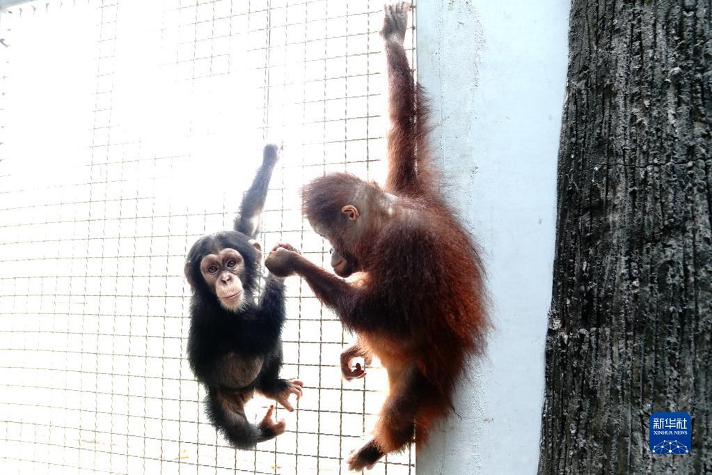 8월 28일, ‘헤이뉴’는 침팬지가 친구가 되었다. [사진 출처: 신화망]