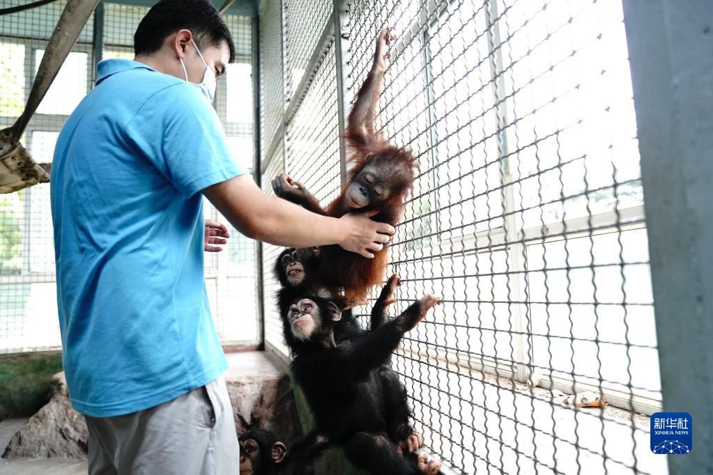 8월 28일, 사육사는 ‘헤이뉴’와 침팬지들이 함께 놀 수 있도록 했다. [사진 출처: 신화망]