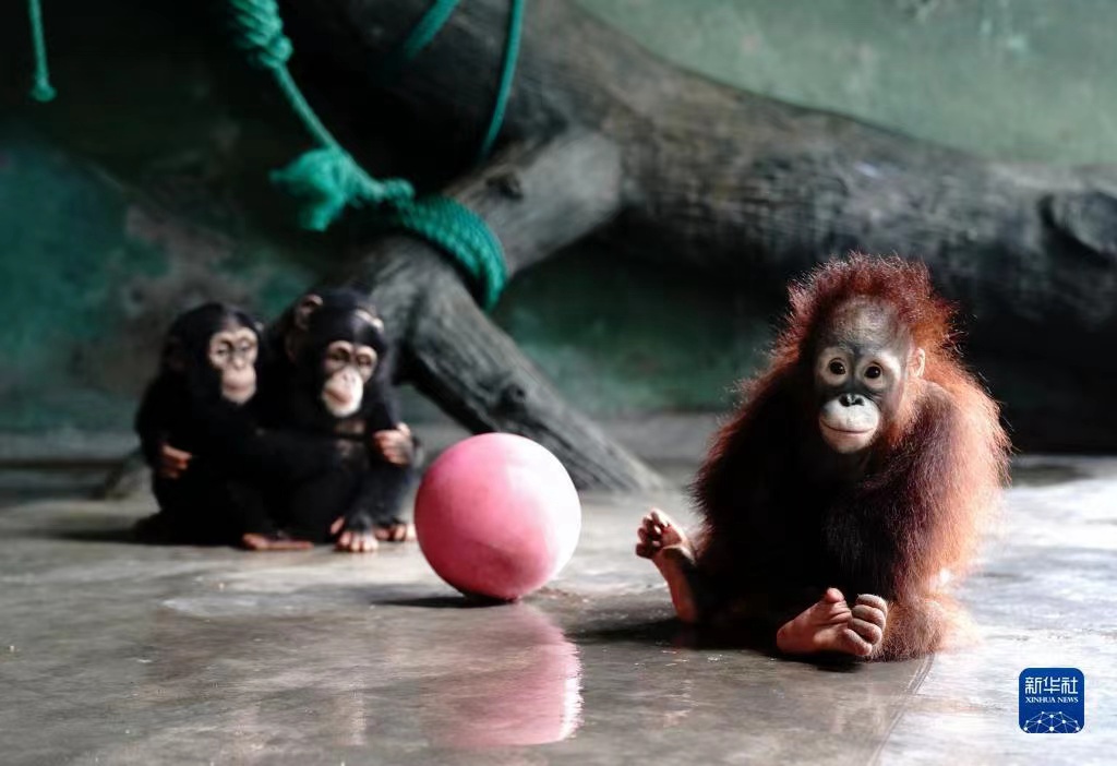 8월 28일, ‘헤이뉴’와 침팬지들이 함께 공놀이를 한다. [사진 출처: 신화망]