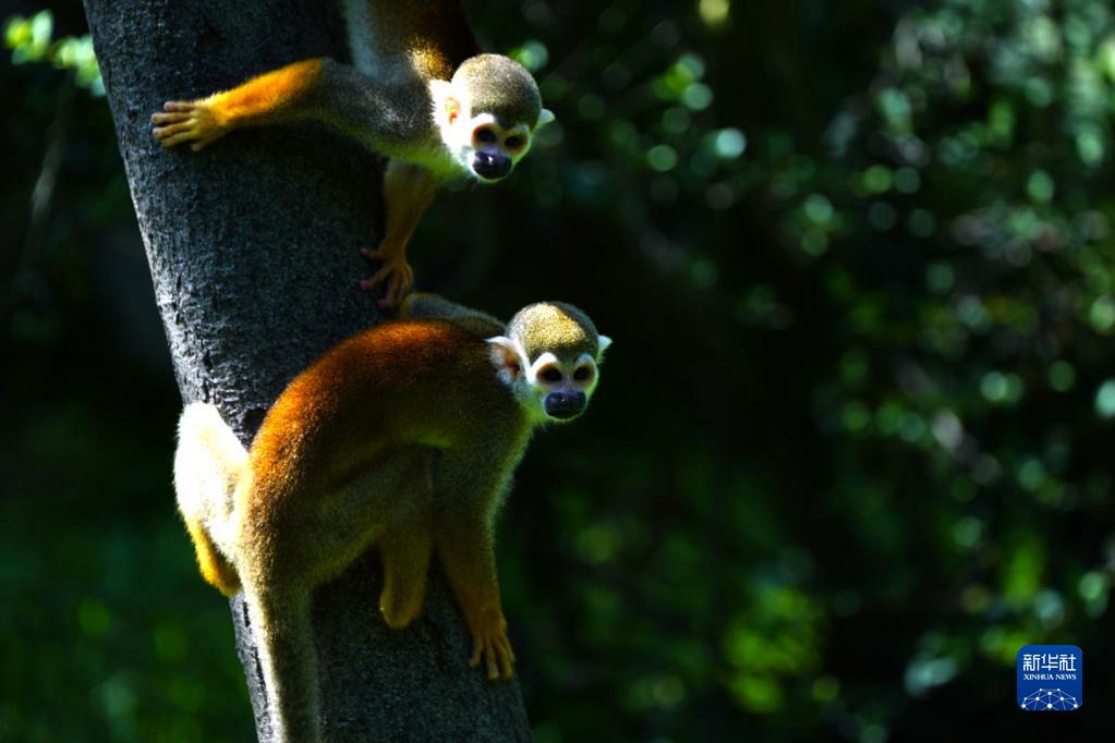8월 31일, 상하이동물원에서 다람쥐원숭이들이 나무 그늘 아래 바람을 쐬고 있다. [사진 출처: 신화사]