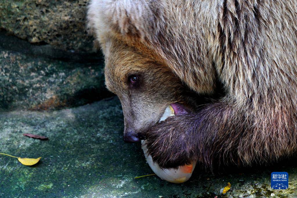 8월 31일, 상하이동물원에서 갈색곰이 과일을 먹으며 더위를 식히고 있다. [사진 출처: 신화사]