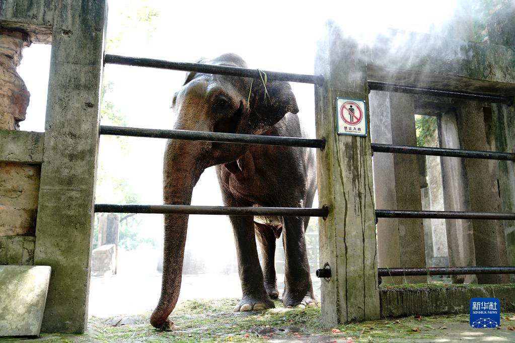 8월 31일, 상하이동물원에서 아시아코끼리가 시원한 물로 더위를 쫓고 있다. [사진 출처: 신화사]