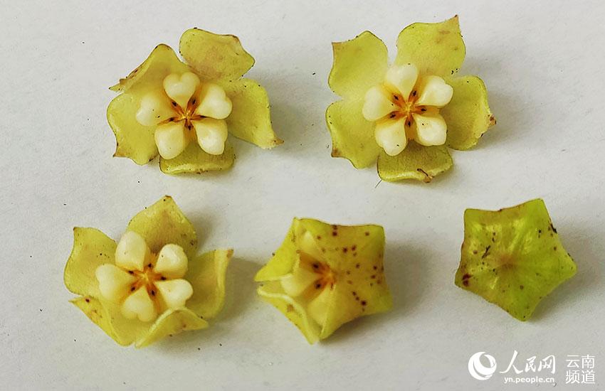 고려공구난(高黎貢球蘭, 학명: Hoya gaoligong)의 꽃과 꽃잎 [사진 출처: 인민망]
