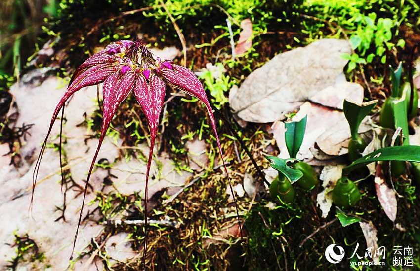 미화권판난[美花卷瓣蘭, 학명: Bulbophyllum rothschildianum (O'Brien) J. J. Sm.] [사진 출처: 인민망]