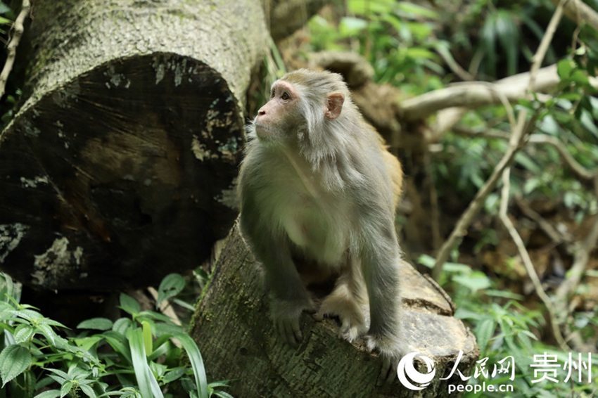 첸링산공원의 원숭이 [2021년 8월 28일 촬영/사진 출처: 인민망]