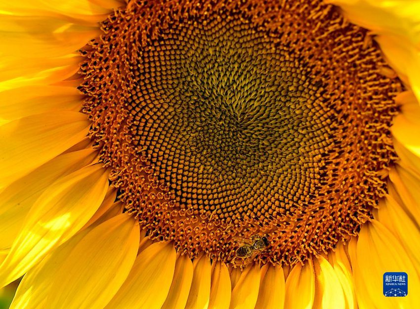 꿀벌 한 마리가 해바라기에 앉아 꿀을 따고 있다. [9월 4일 촬영/시진 출처: 신화사]