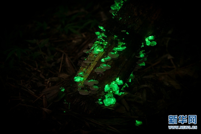 [포토] 中, 윈난 시솽반나 열대식물원의 ‘빛나는 버섯’ 