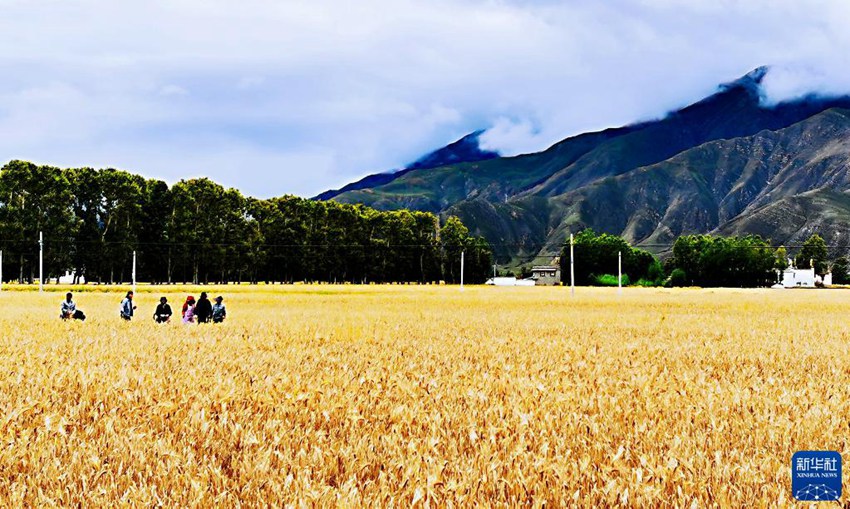 시짱(西藏) 라싸(拉薩)시 린저우(林周)현 볜자오린(邊交林)향에 쌀보리가 수확을 기다리고 있다. [9월 5일 촬영/사진 출처: 신화사]