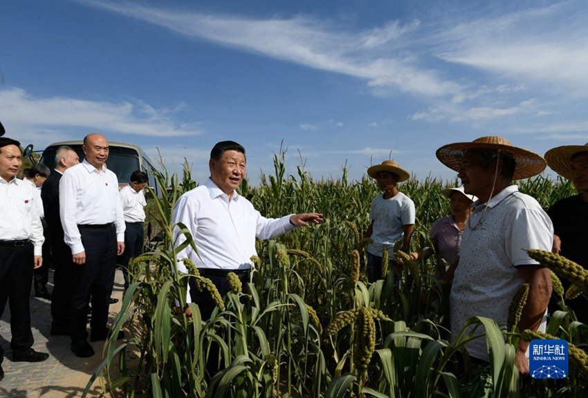 시진핑 주석이 13일 오후 가오시거우(高西溝)촌에서 식량작물 작황을 살펴보면서 농민들과 이야기를 나누고 있다. [사진 출처: 신화망]
