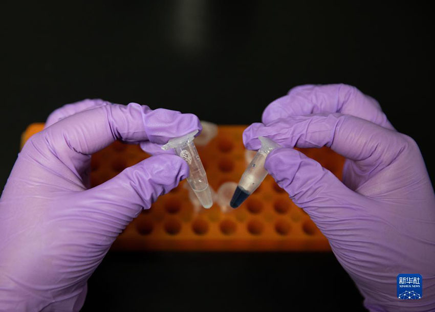 중국과학원 톈진공업생물기술연구소 실험실에서 연구원이 합성 녹말 샘플을 보여주고 있다. [9월 16일 촬영/사진 출처: 신화사]
