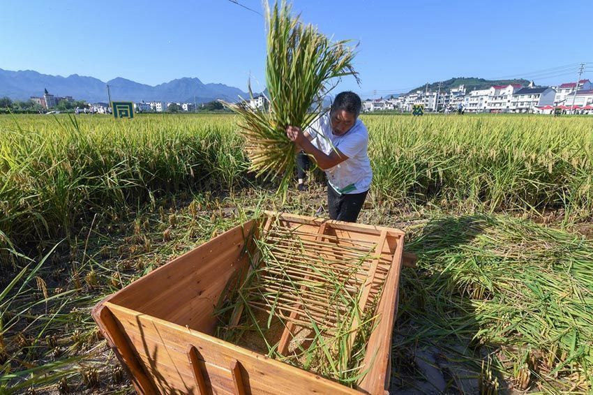 9월 22일, 농민이 벼 수확 대회에 참가하고 있다. [사진 출처: 신화사]
