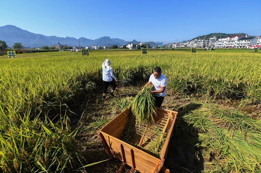 9월 22일, 농민들이 벼 수확 대회에 참가하고 있다. [사진 출처: 신화사]