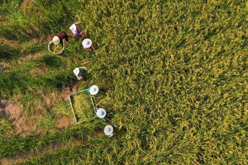 자이언트 벼 수확 시작 [사진 출처: 인민망]