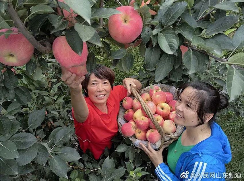 산둥(山東) 흩날리는 사과 향과 바쁜 농민 [사진 출처: 인민망]