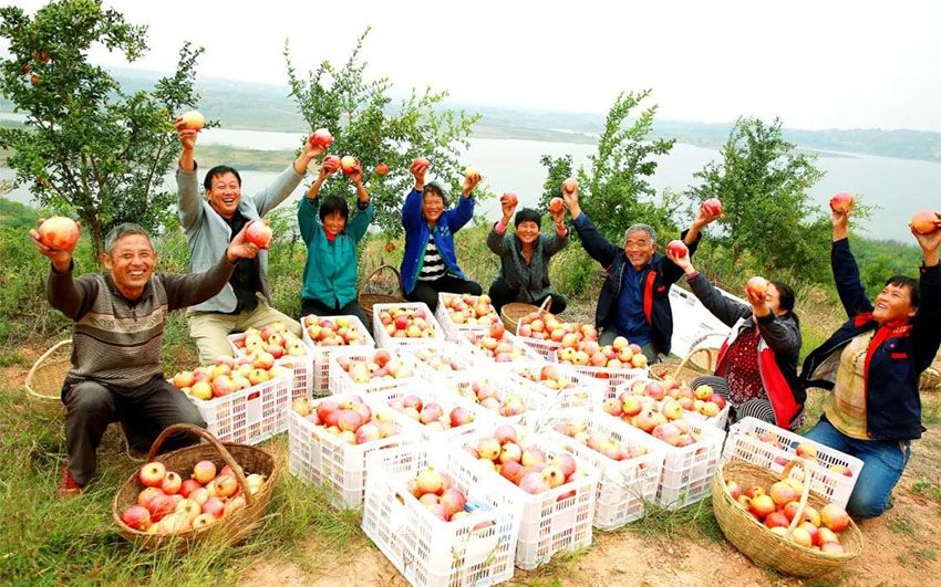 허난 시촨(淅川) 5만 묘 규모의 석류가 풍년을 맞았다. 과수 농민들은 수확의 기쁨을 누렸다. [사진 출처: 인민망]