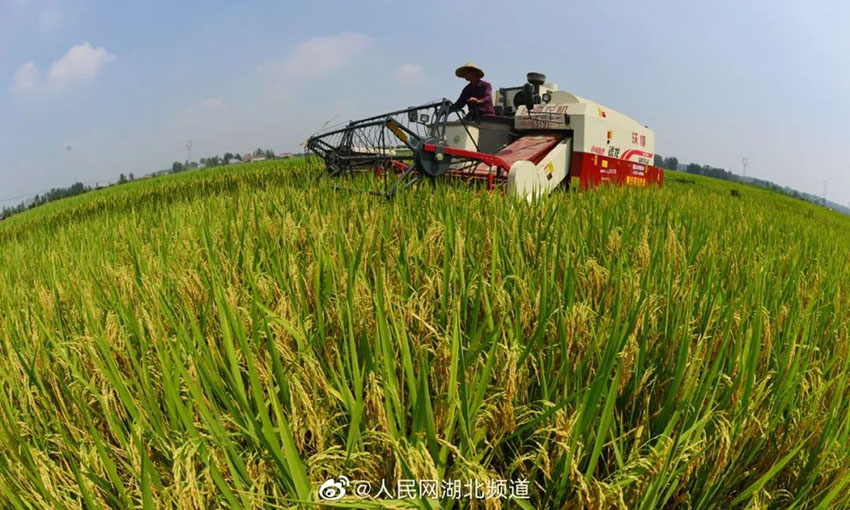 후베이(湖北) 황금빛 벼의 물결 속에서 농민들이 수확으로 바쁘다. [사진 출처: 인민망]
