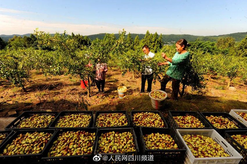 쓰촨(四川) 대추 풍년에 수확하기 바쁘다. [사진 출처: 인민망]