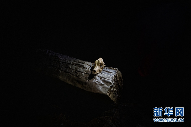 쓰촨 러산(樂山)시에 위치한 동굴에서 발견된 동물 두골 [사진 출처: 신화망]