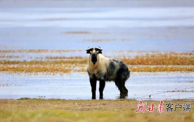 희귀 동물! ‘육불상’ 타킨 간쑤 가하이에 첫 출몰 