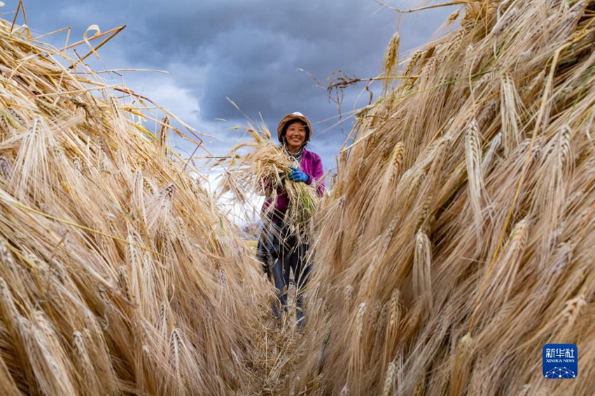 9월 23일, 시짱 나취시 니마현 원부향 난촌의 주민이 밭에서 수확한다. [사진 출처: 신화사]