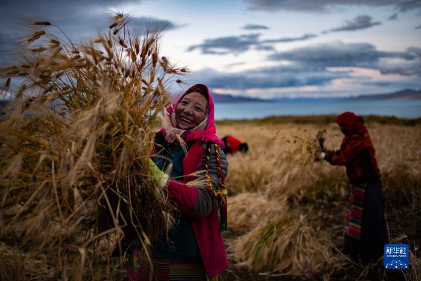 9월 23일, 시짱 나취시 니마현 원부향 난촌의 주민들은 밭에서 수확한다. [사진 출처: 신화사]