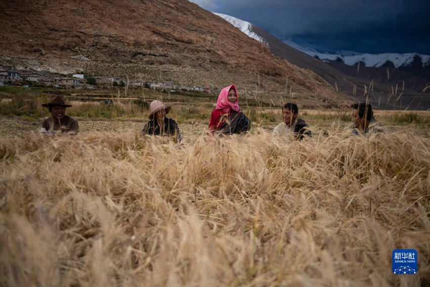 9월 23일, 시짱 나취시 니마현 원부향 난촌의 주민들은 밭에서 수확한다. [사진 출처: 신화사]