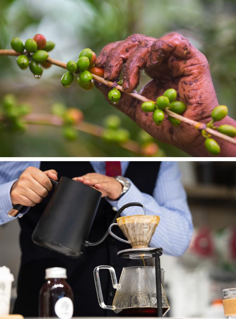 윗사진: 9월 22일 에티오피아의 한 커피농장에서 농민들이 커피콩을 채집하고 있다. /아래사진: 9월 24일 후난성 창사시 가오챠오대형시장 아프리카커피거리의 한 커피점, 바리스타 징젠화 씨가 커피를 타고 있다. [사진 출처: 신화사]