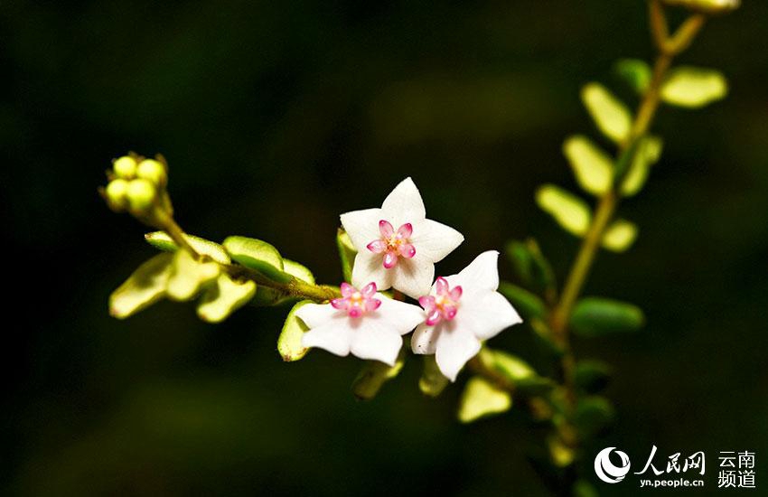 Hoya engleriana Hosseus [2021년 2월 관찰된 중국 신기록종/사진 출처: 인민망]