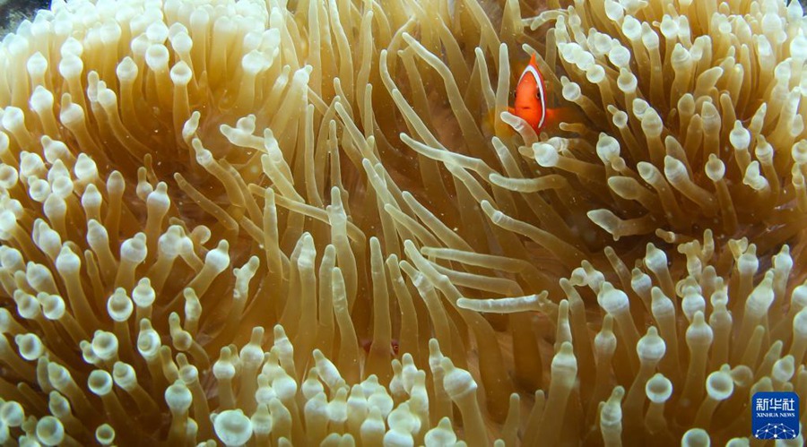 9월 28일 펀제저우섬 해역에서 촬영한 말미잘 속의 흰동가리 [사진 출처: 신화사]
