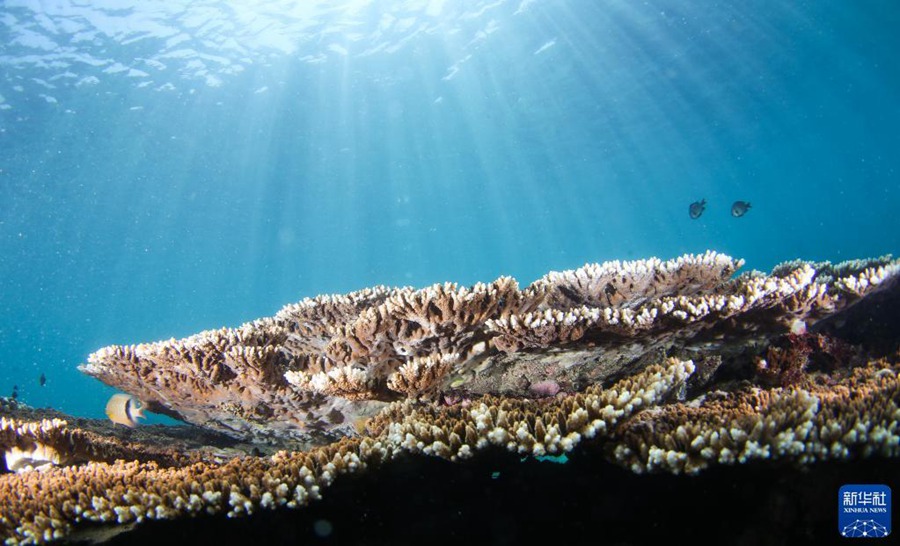 펀제저우섬 해역에 있는 아크로포라 오스테라 산호 [9월 28일 촬영/사진 출처: 신화사]
