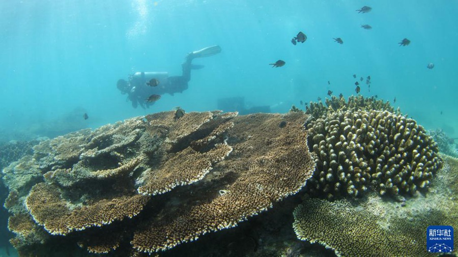 펀제저우섬 해역에서 잠수사가 바다 속 산호의 생장 현황을 확인하고 있다. [9월 28일 촬영/사진 출처: 신화사]