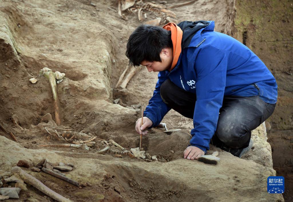고고학자가 양사오촌 유적지 네 번째 고고학 발굴 현장에서 작업 한창 진행 중이다. [10월 15일 촬영/사진 출처: 신화사]
