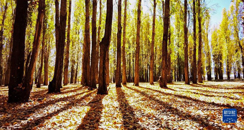린저우현 볜자오린(邊交林) 숲을 내리쬐는 햇빛 [10월 16일 촬영/사진 출처: 신화사]