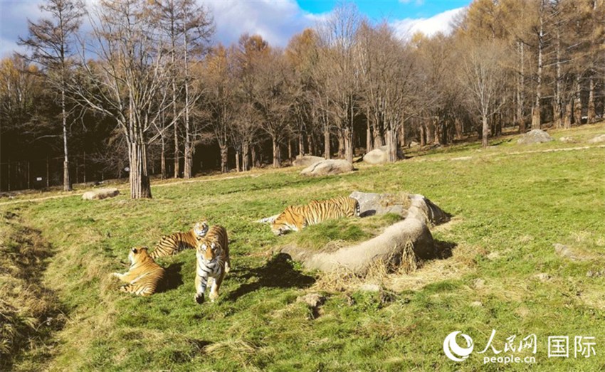 10월 21일, 헝다오허쯔 동북호림원에서 동북 호랑이가 임지에서 휴식을 취하고 있다. [사진 출처: 인민망] 