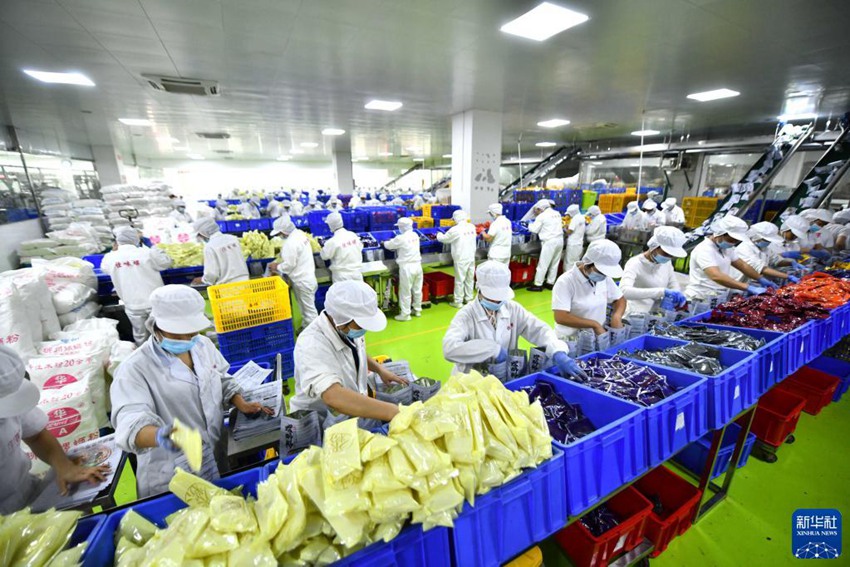 11월 1일, 광시의 한 뤄쓰펀 생산 기업의 작업자들이 작업 현장에서 바쁘게 일한다. [사진 출처: 신화사]
