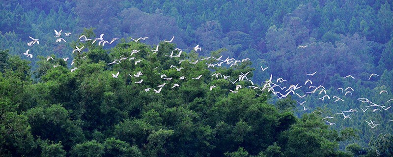 해오라기들이 난닝 량칭 지역 샤오만 언덕 숲 위를 날고 있다. [사진 작가: 莫祖勇(모쭈융)]
