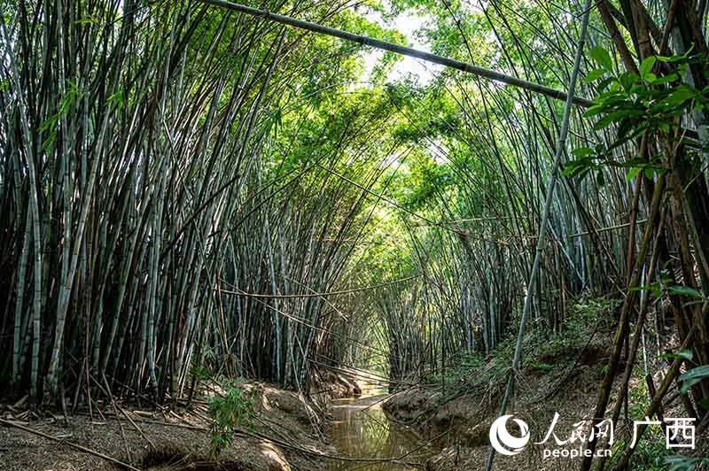 해오라기 서식지는 울창한 대나무 숲이다. [사진 출처: 인민망]