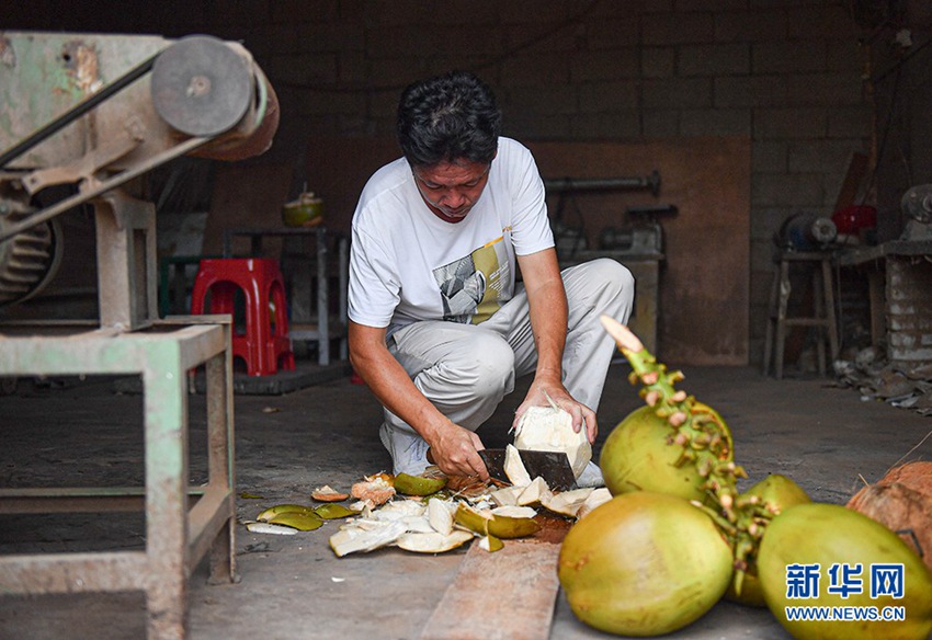 야자조각공예 작업이 없을 때 커추펑은 야자열매로 손님을 대접하곤 한다. [9월 14일 촬영/사진 출처: 신화사]