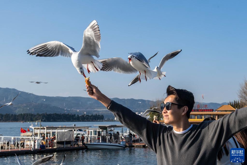 한 남성이 뎬츠호 관광 거리에서 붉은부리갈매기에게 먹이를 주고 있다. [사진 출처: 신화사]