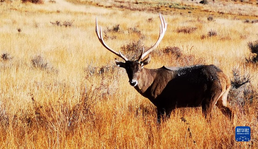 양줘융춰 부근의 붉은사슴(학명: Cervus elaphus) [사진 출처: 신화사]